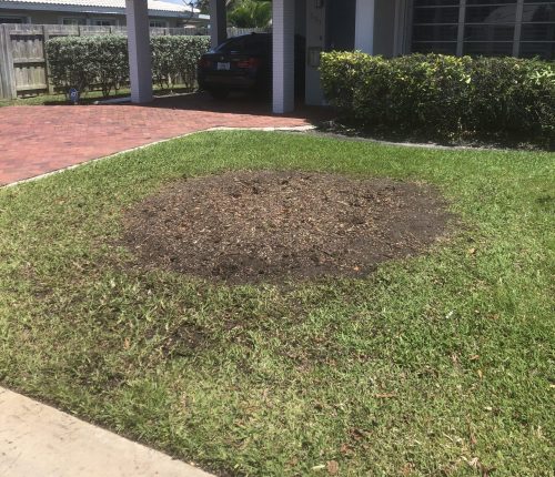 stump-grinding-boca-raton-1